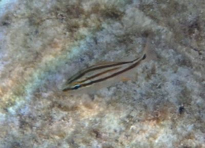 Sailors Choice; juvenile