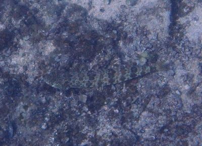 Sand Diver