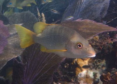 Schoolmaster Snapper