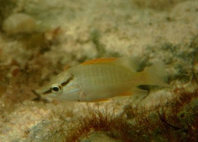 Schoolmaster Snapper; juvenile