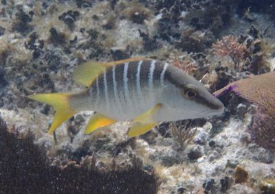 Schoolmaster Snapper; juvenile