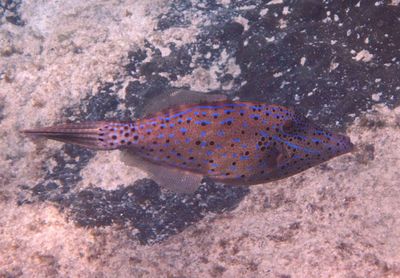 Scrawled Filefish