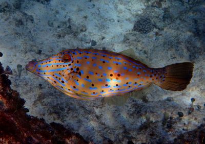 Scrawled Filefish
