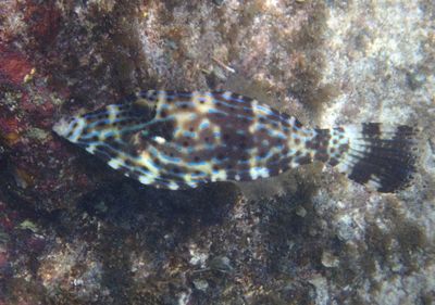 Scrawled Filefish