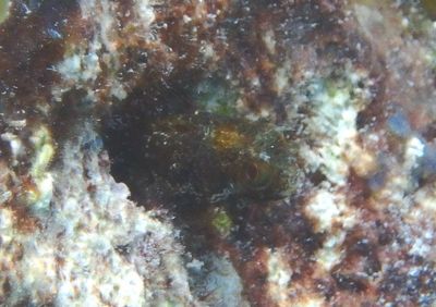 Secretary Blenny