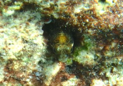 Secretary Blenny