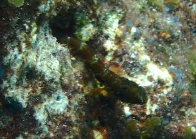 Secretary Blenny