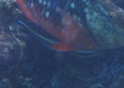 Sharksucker
