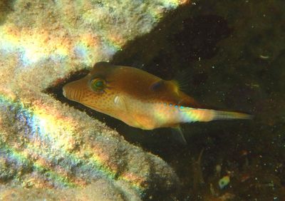 Sharpnose Puffer