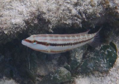 Slippery Dick Wrasse; juvenile