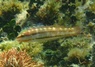 Slippery Dick Wrasse; initial phase