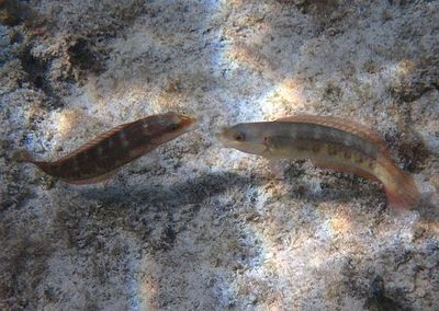 Slippery Dick Wrasse; initial phase