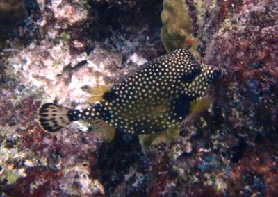 Smooth Trunkfish