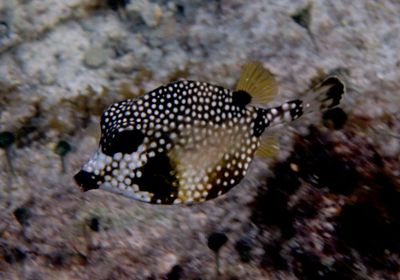 Smooth Trunkfish