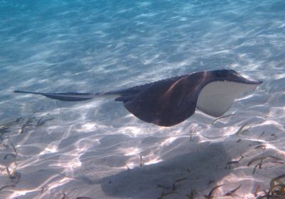 Southern Stingray
