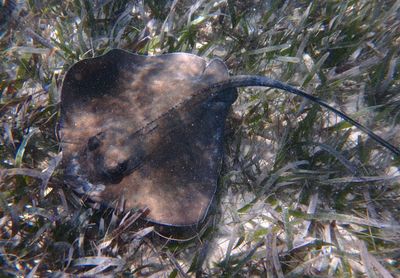 Southern Stingray