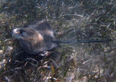 Southern Stingray