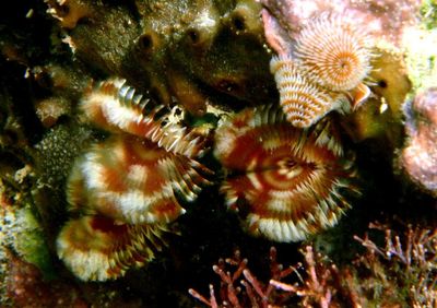 Split-crown Feather Duster and Christmas Tree Worms