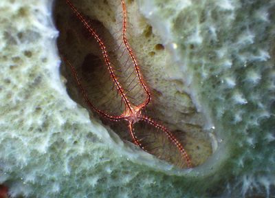 Sponge Brittlestar 