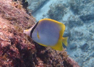 Spotfin Butterfly Fish