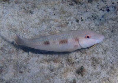 Spotted Goatfish