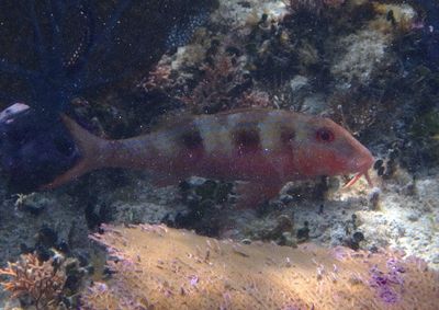 Spotted Goatfish