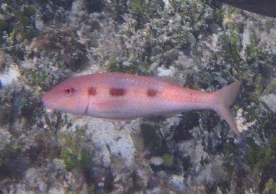 Spotted Goatfish