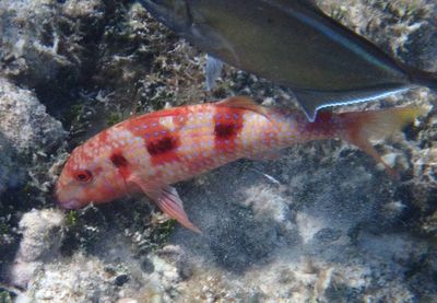Spotted Goatfish