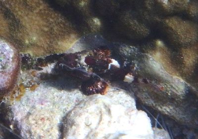 Spotted Scorpionfish