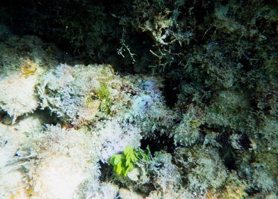 Spotted Scorpionfish