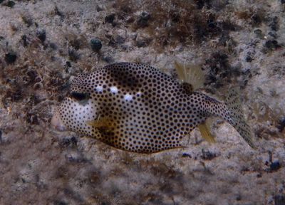 Spotted Trunkfish