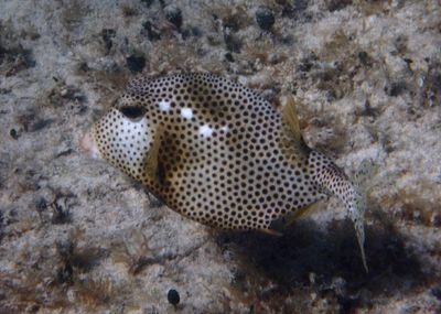 Spotted Trunkfish