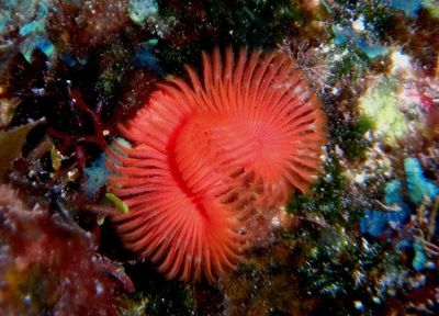 Star Feather Worm