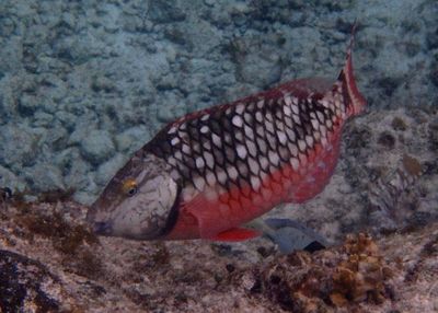 Stoplight Parrotfish; initial phase