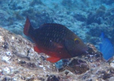Stoplight Parrotfish; initial phase