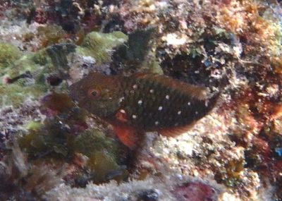 Stoplight Parrotfish; juvenile