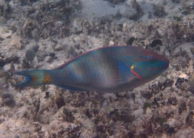 Stoplight Parrotfish; terminal phase