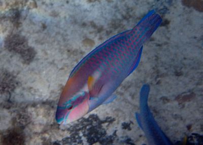 Striped Parrotfish; terminal phase
