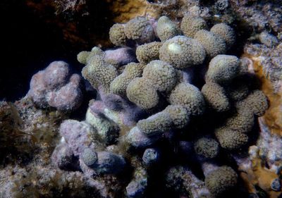 Ten-ray Star Coral