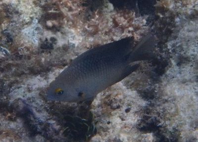 Threespot Damselfish