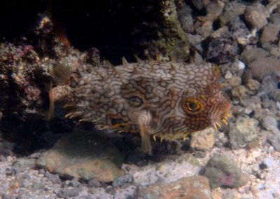 Web Burrfish