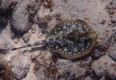 Yellow Stingray