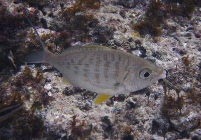 Yellowfin Mojarra
