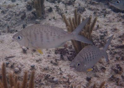 Yellowfin Mojarras