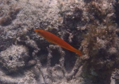 Yellowhead Wrasse; juvenile