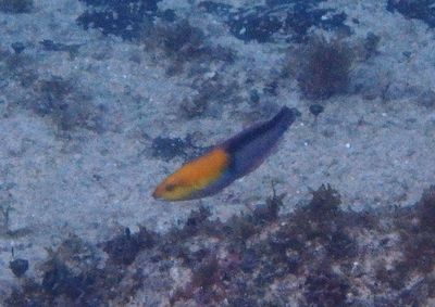 Yellowhead Wrasse; terminal phase