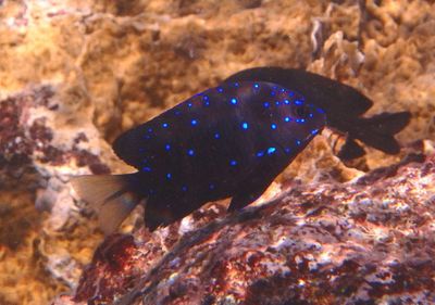 Yellowtail Damselfish; intermediate phase