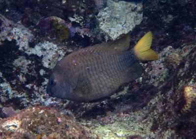 Yellowtail Damselfish