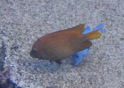 Yellowtail Damselfish
