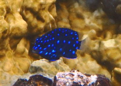 Yellowtail Damselfish; juvenile